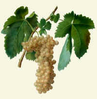 trebbiano